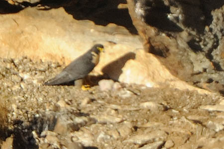 Peregrine nest 4337