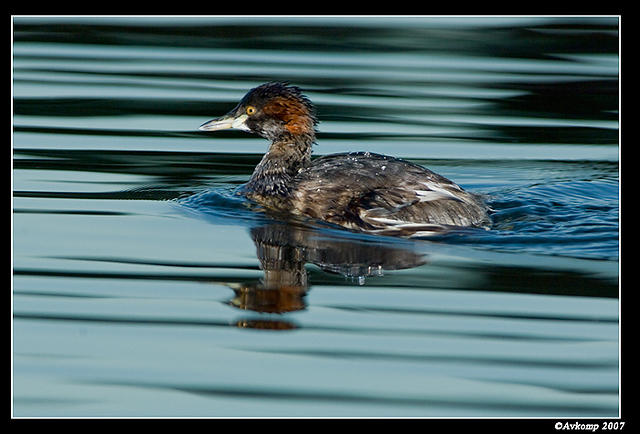 australian grebe 3