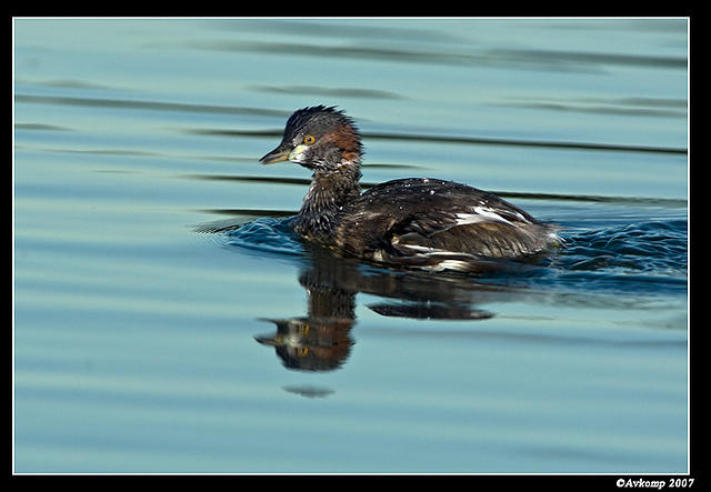 australian grebe 4