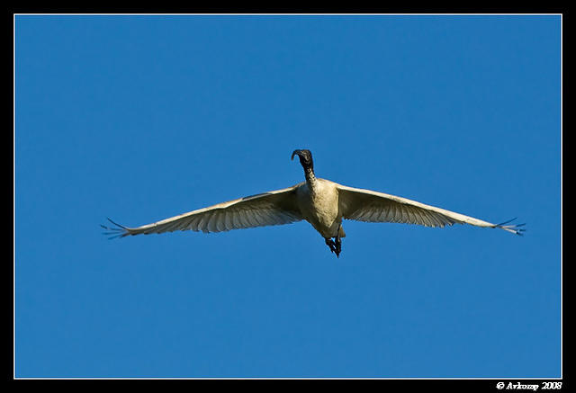 australian ibis 1398