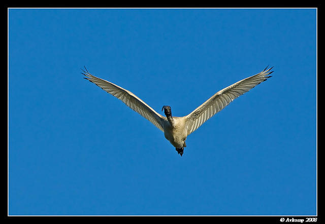 australian ibis 1399