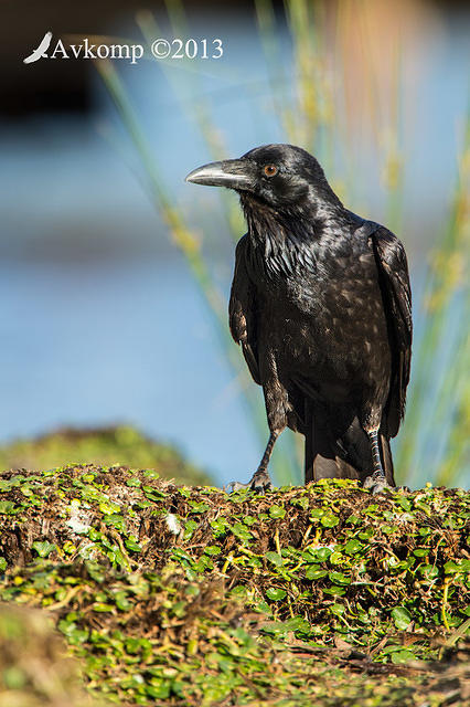 australian raven 9438