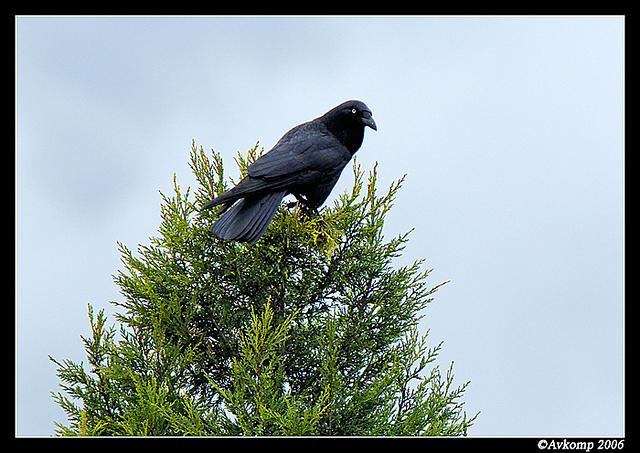 australian raven