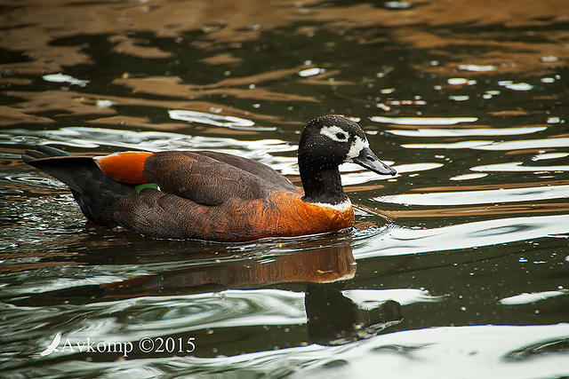 australian shellduck 0597