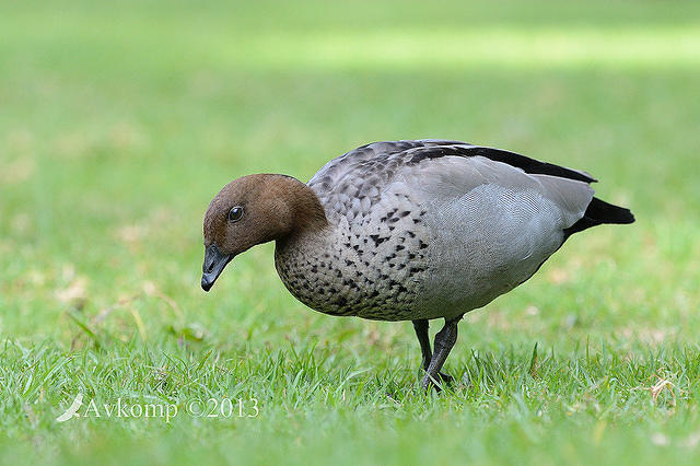 australian wood duck 8154