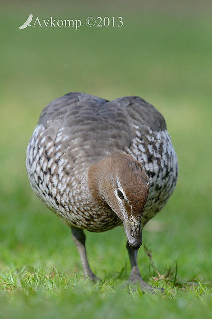 australian wood duck 8155