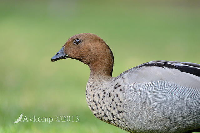 australian wood duck 8164