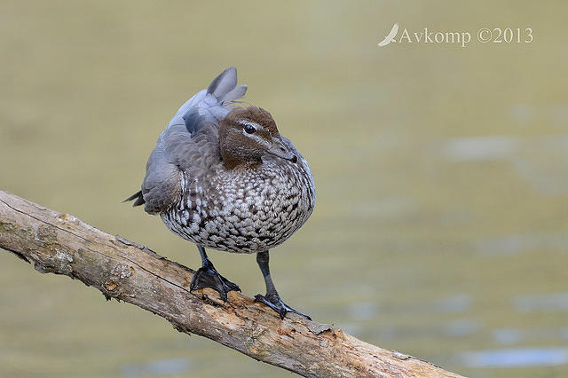 australian wood duck 8215