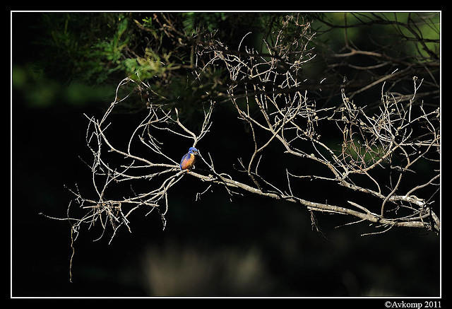 azure kingfisher 0386