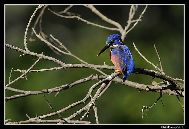 azure kingfisher 0389