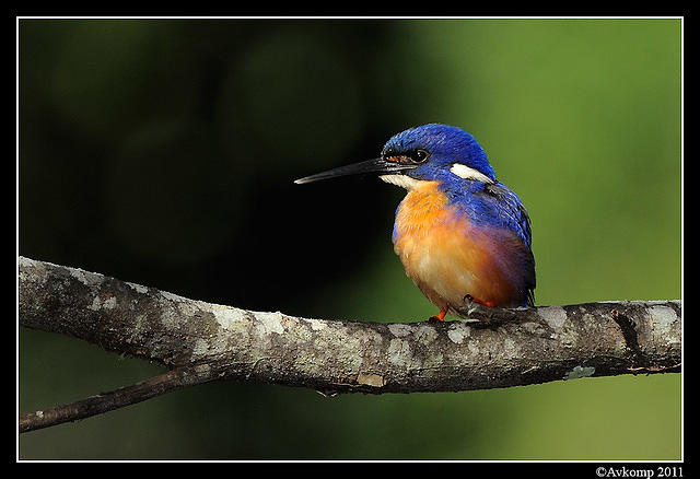 azure kingfisher 0390