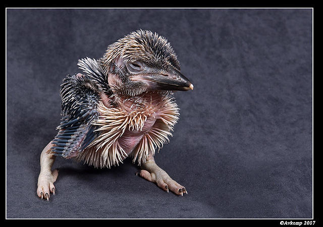 baby kookaburra 343