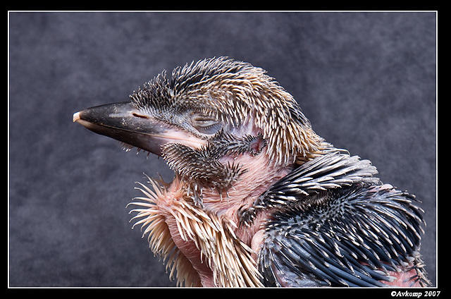 baby kookaburra 351