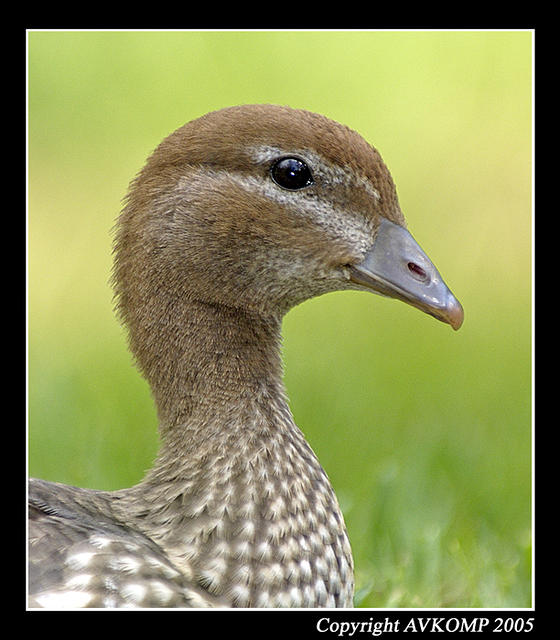 baby-wood duck-1