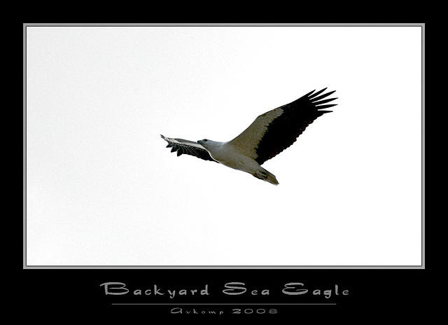 backyard eagle 1485 copy