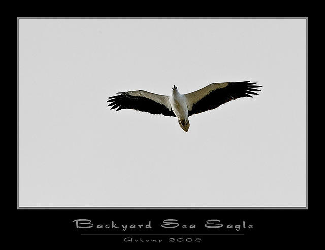 backyard eagle 1489 copy