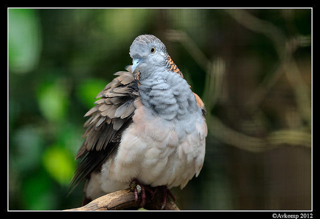 bar shouldered dove 1701