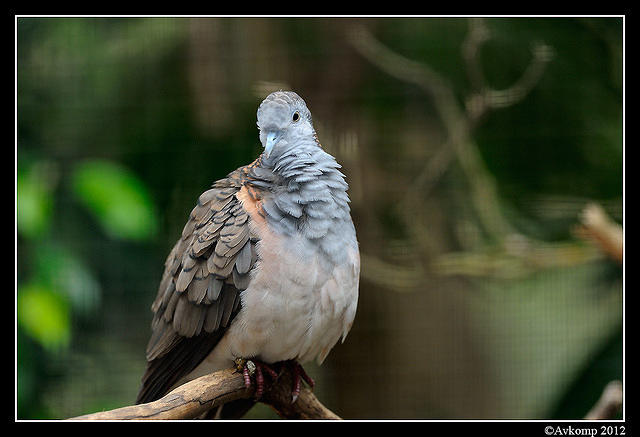 bar shouldered dove 1702