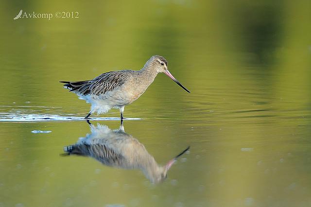 bar tailed godwit 3302