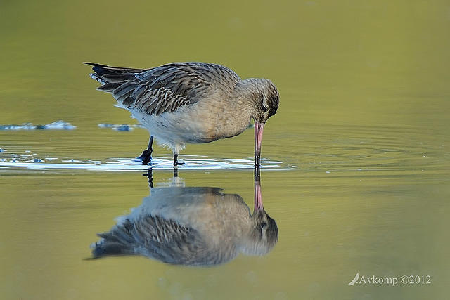 bar tailed godwit 3303