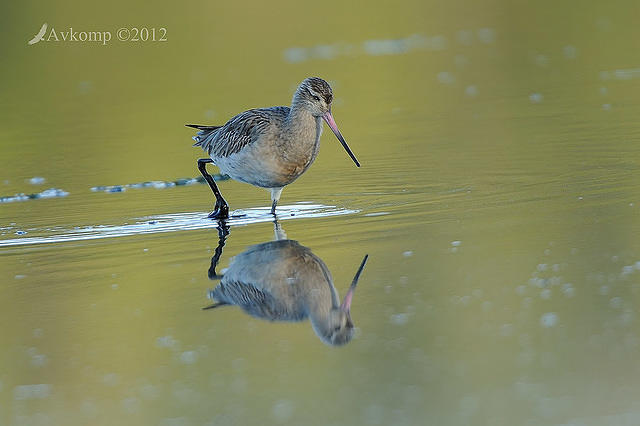 bar tailed godwit 3304