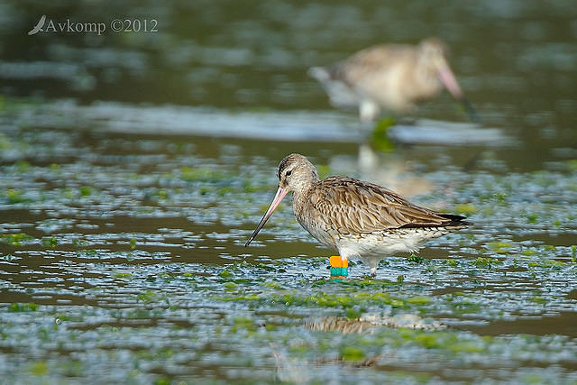 bar tailed godwit 3329