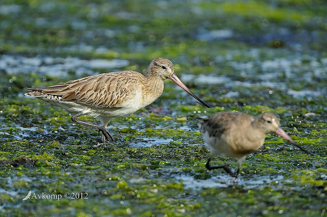 bar tailed godwit 3338