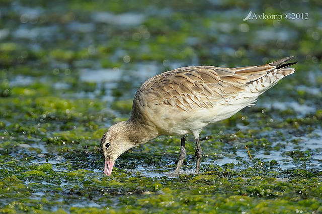 bar tailed godwit 3341