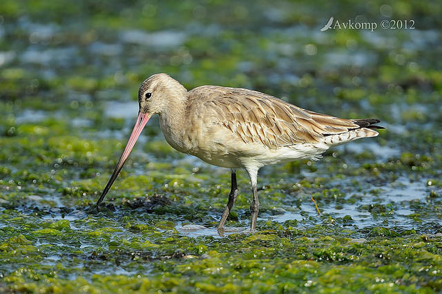 bar tailed godwit 3344