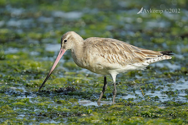 bar tailed godwit 3345