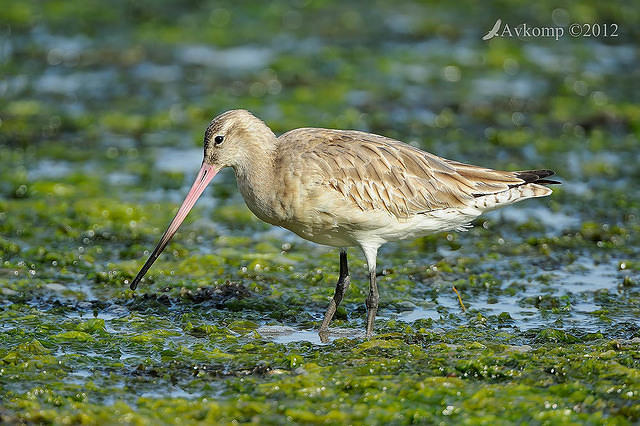 bar tailed godwit 3347