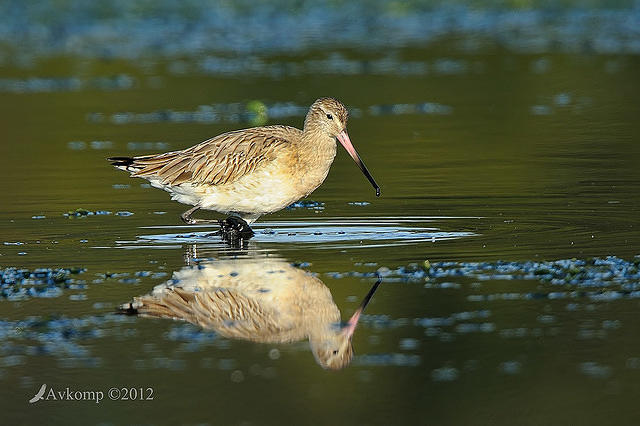 bar tailed godwit 3401