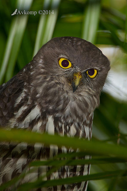 barking owl 13443