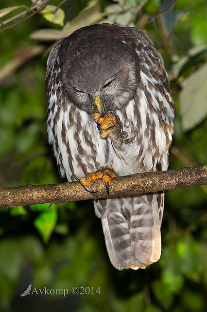 barking owl 13780