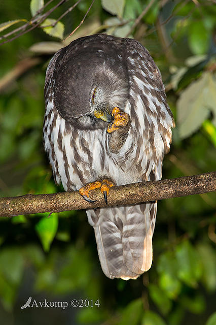 barking owl 13781