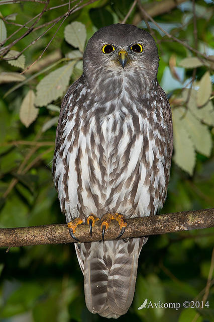 barking owl 13790