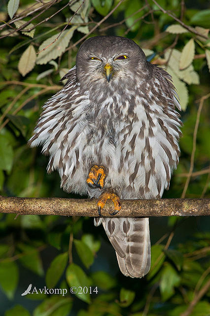 barking owl 13808