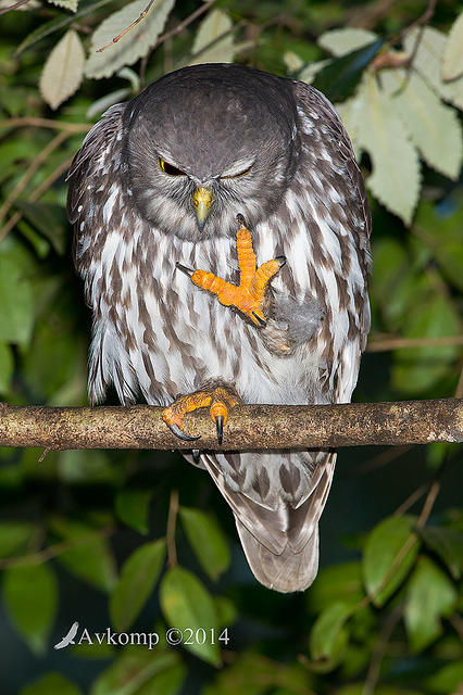 barking owl 13812