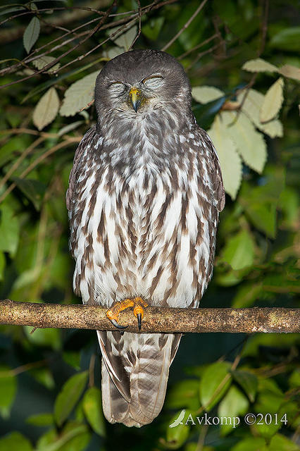 barking owl 13818