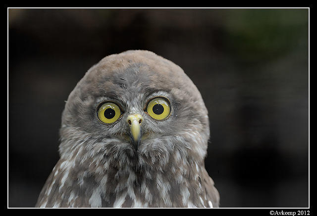 barking owl 1615