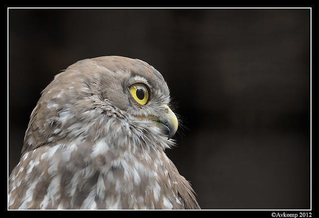 barking owl 1617