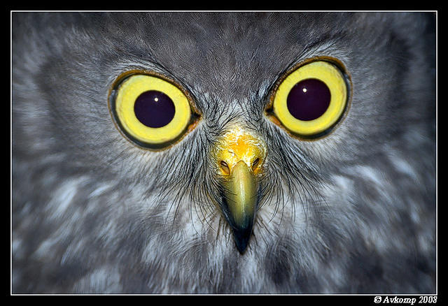 barking owl 2198