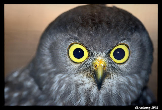 barking owl 2199