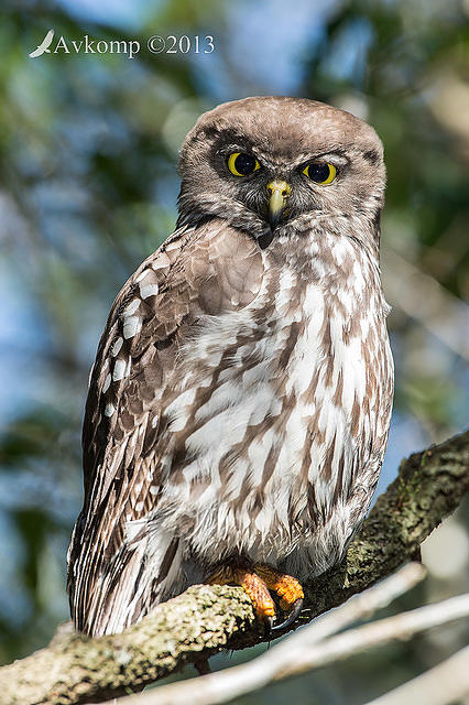 barking owl 8336