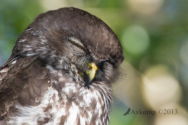 barking owl 8351