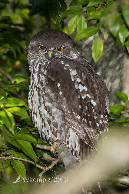 barking owl 8368