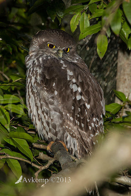 barking owl 8376