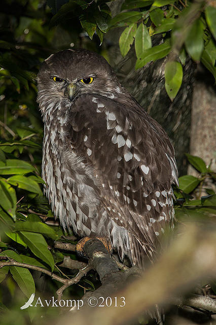 barking owl 8379