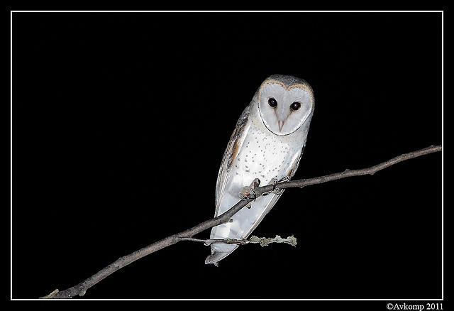 barn owl 0258