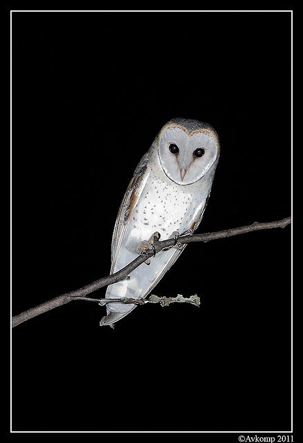 barn owl 0258a